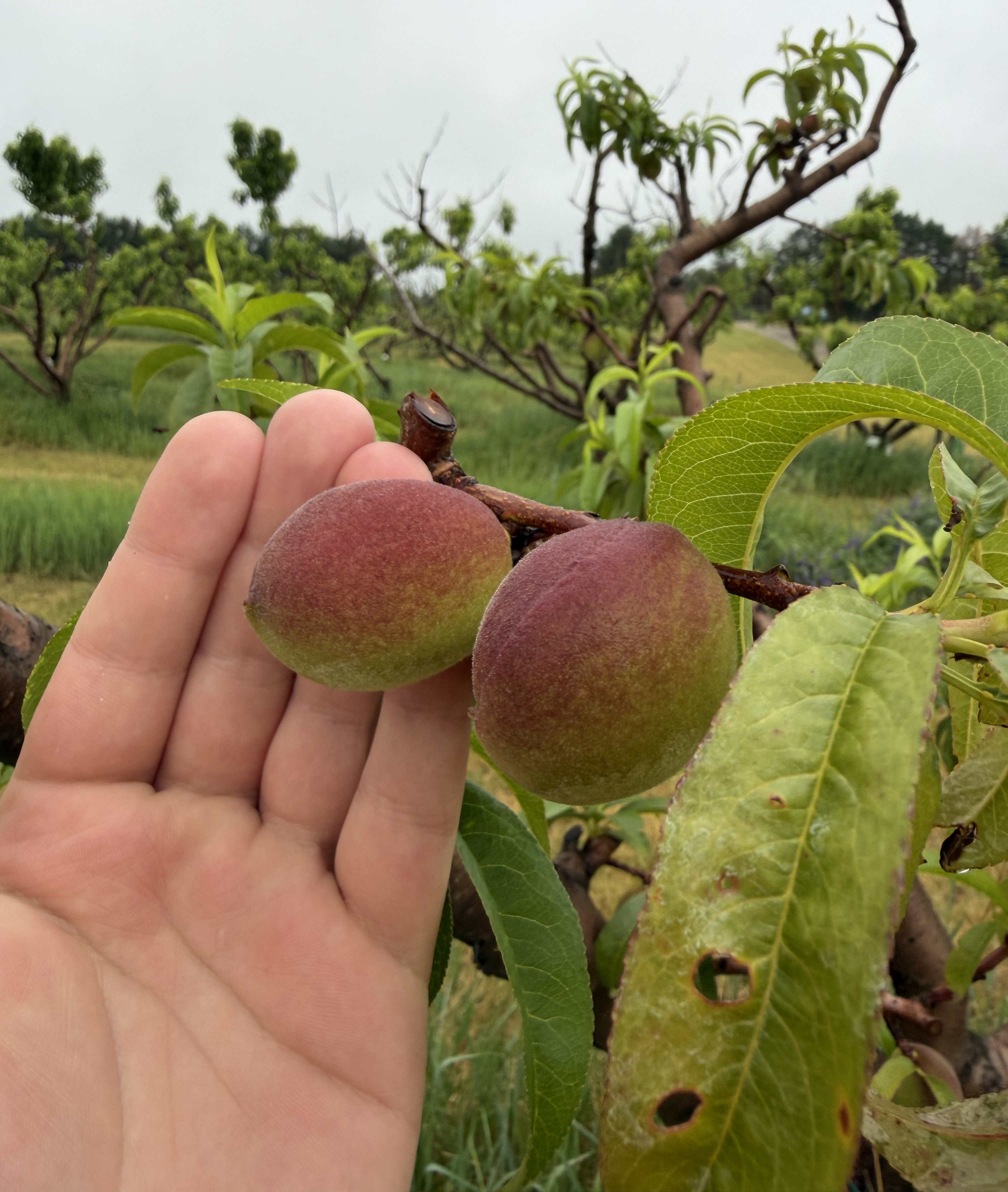 A hand supporting two ripening peaches